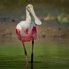 Kolpik ruzovy - Platalea ajaja - Roseate Spoonbill o0368